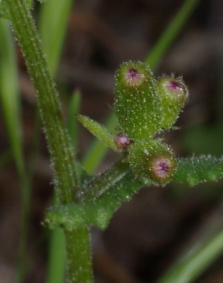 Senecio lividus